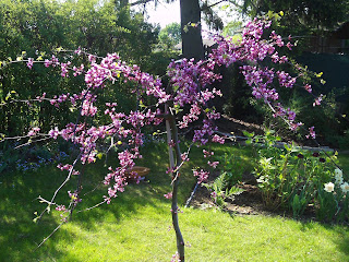 Cercis canadensis \